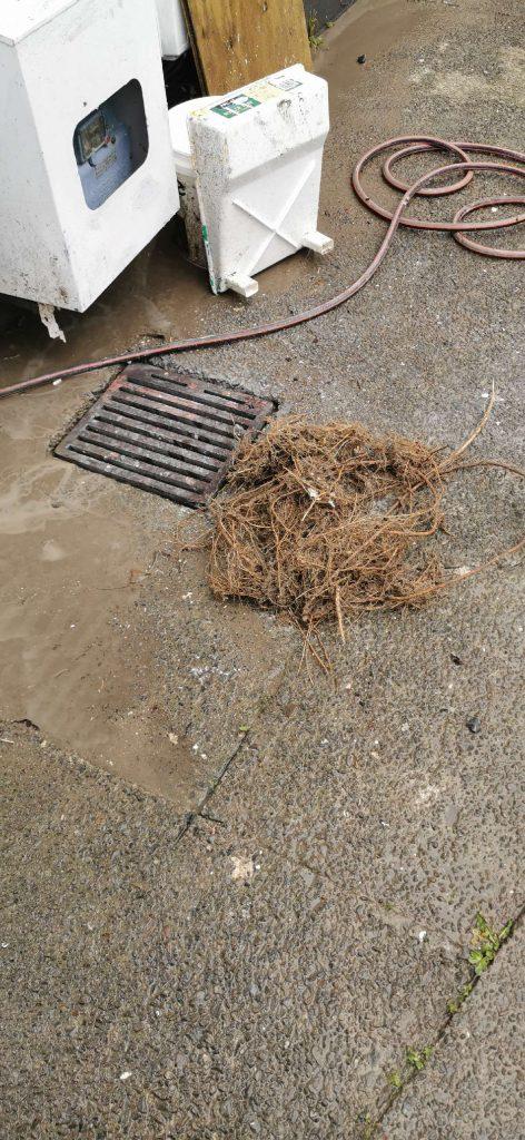 Tree roots